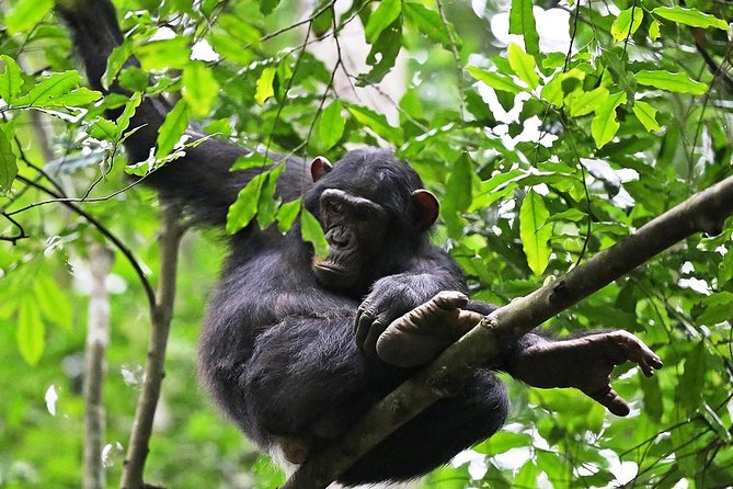 Experience Chimpanzee Trekking in Budongo Forest - Good To Know