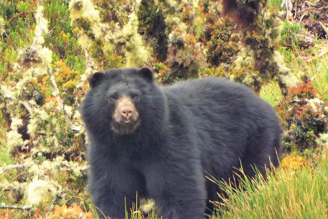 Explore Chingaza Natural Park: a Scenic Adventure From Bogotá