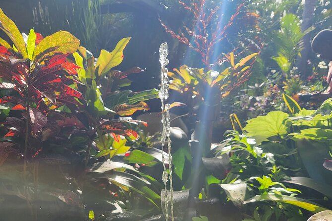 Explore Tropical Fruits & Flowers on Barbados Premier Eco-tour! - Key Points