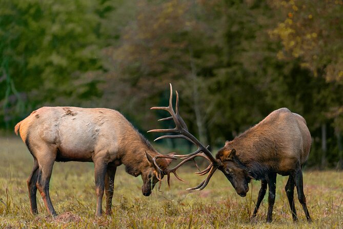 Fall Private Elk Rut Rocky Mountain National Park Tour - Good To Know