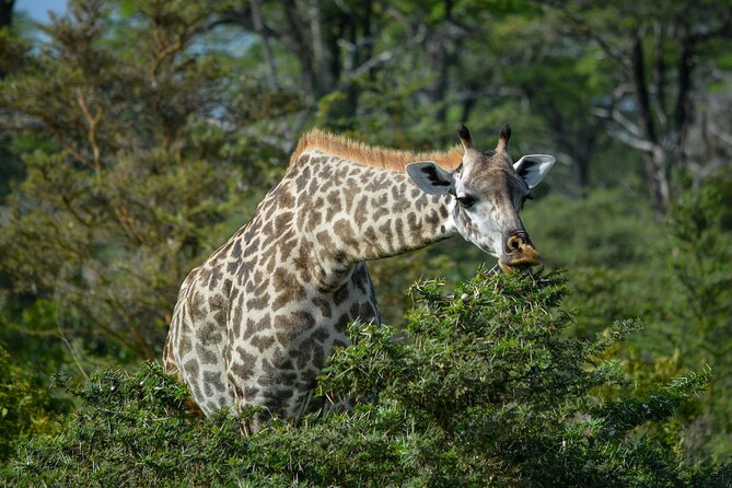 From Arusha : 11-Day Amazing North Tanzania Safari Tour - Itinerary Overview