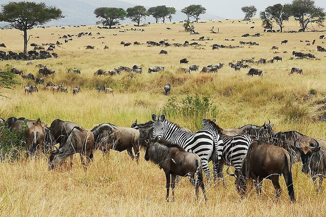 From Arusha: 9 Days Private Guided Classic Game Drive in Tanzania - Good To Know