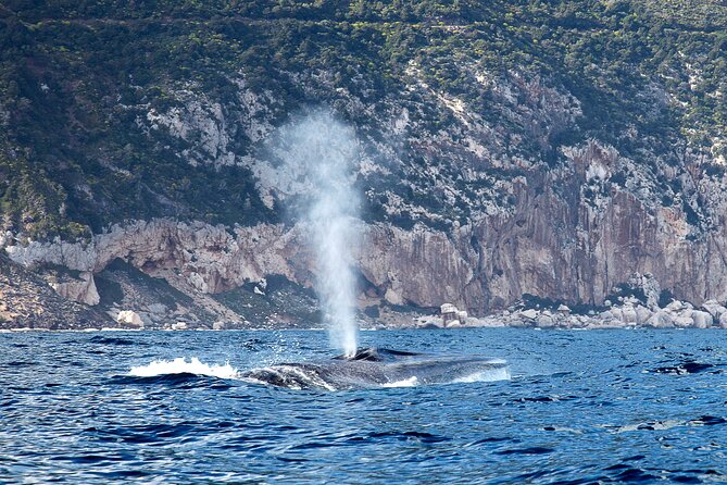 From Cala Gonone: Naturalistic Excursion on a RIB - Key Points