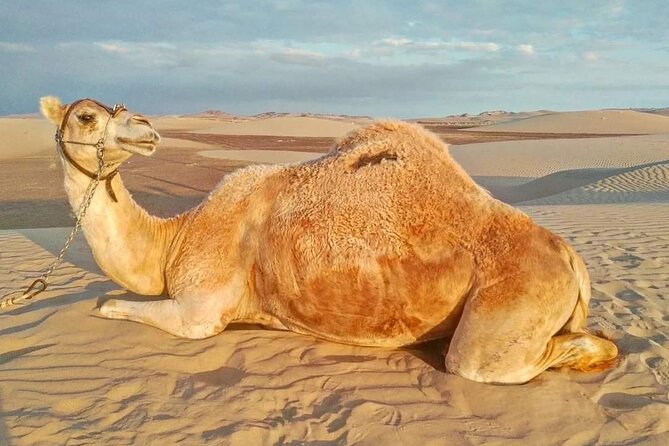 From Ica: Camel + Buggy Ride - Good To Know