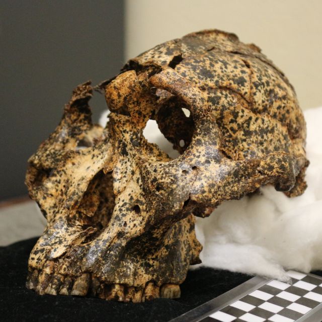 From Johannesburg: Cradle of Humankind Tour
