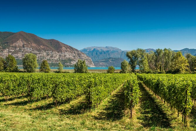 From Milan Full Day in Franciacorta 2 Wineries and Lunch - Good To Know