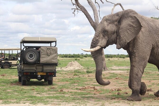 From Victoria Falls: a Full Day Chobe Safari With Buffet Lunch - Good To Know