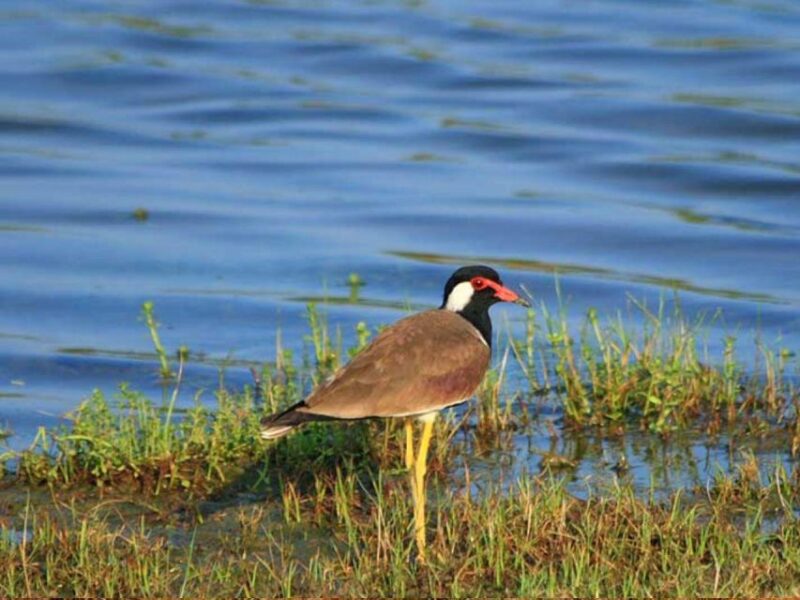 From Yala: Hidden Gems of Bundala National Park - Good To Know