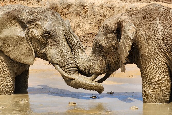Full Day Addo Park Tours and Safari in South Africa - Good To Know