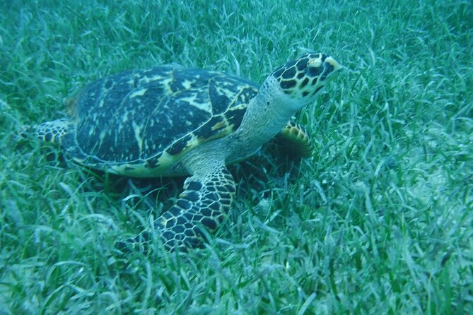 Full Day Charter From Fajardo to Culebra - Charter Overview