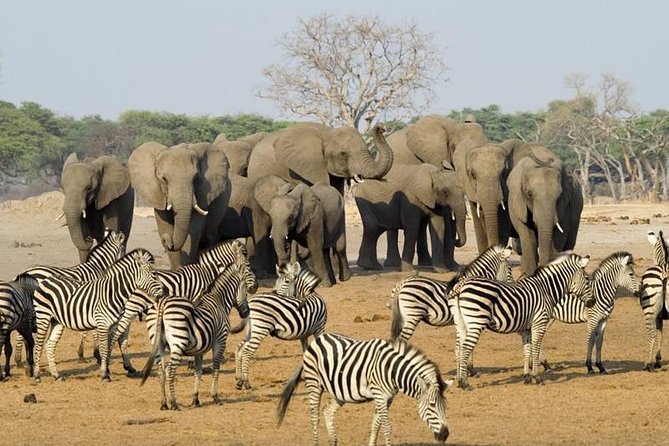 Full Day Chobe National Park Big 5 Safari - Good To Know