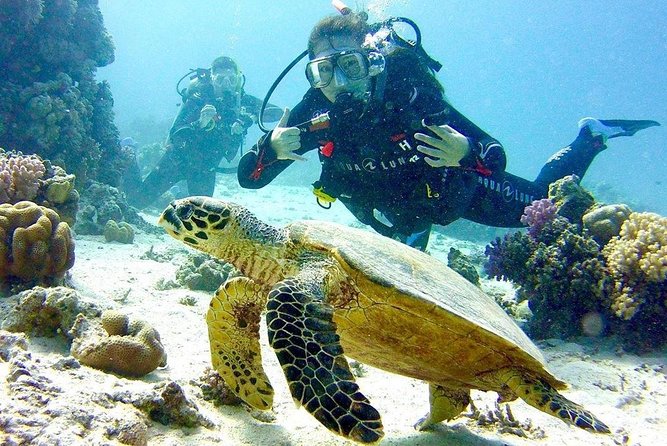 Full Day Diving for Beginners With Lunch in Hurghada - Key Points