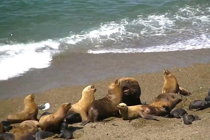 Full Day Excursion to Pedral, Guided Visit to the Penguin Colony and Countryside Day With Lunch - Excursion Overview