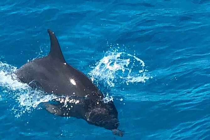 Full-Day Experience With Dolphins and Snorkeling in Red Sea - Good To Know
