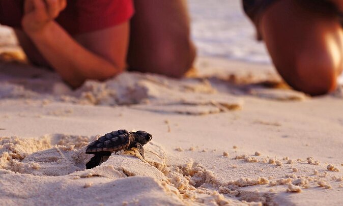 Full Day Fethiye Turtle Beach Tour With Mud Baths & Lunch - Good To Know