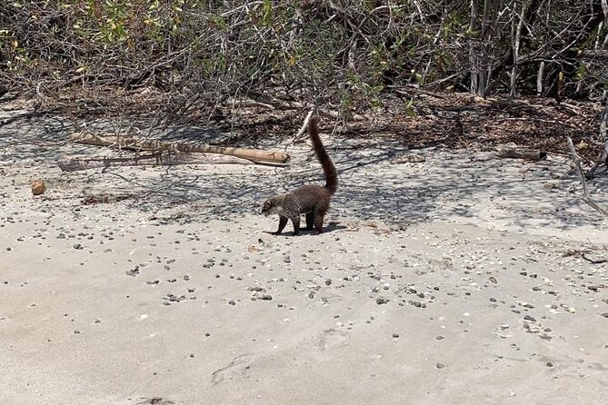 Full Day Hiking Manuel Antonio and Watching Wild Life at Nature From San Jose - About Your Stay