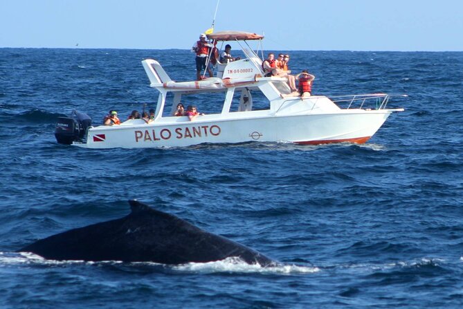 Full Day Humpback Whale Watching Tour in Samana From Uvero Alto - Tour Overview