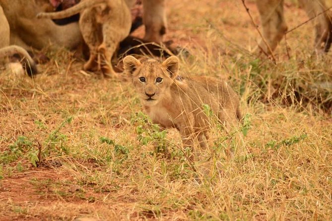 Full Day Lesedi Cultural Village and Mini Safari Tour - Key Points