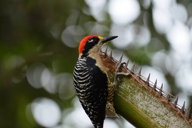 Full Day of Bird Watching in Guayaquil