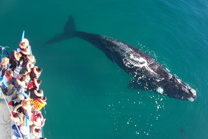 Full Day Peninsula Valdes - Optional Whales Watching Navigation - Pickup and Meeting Details