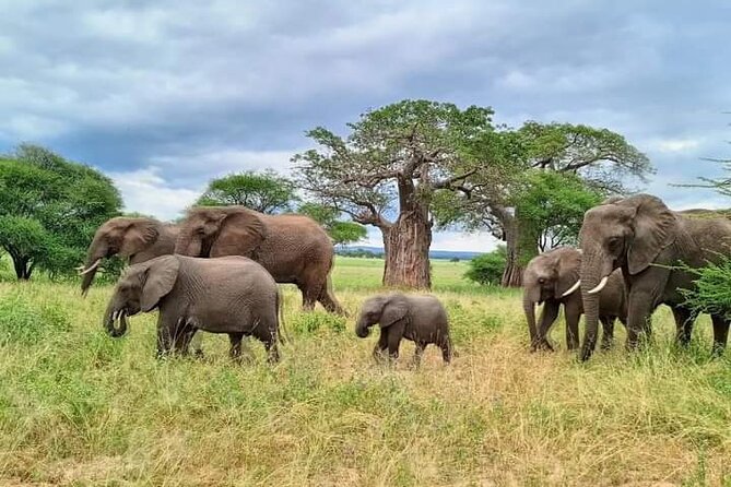 Full Day Private Safari Tour in Zanzibar to Mikumi - Key Points