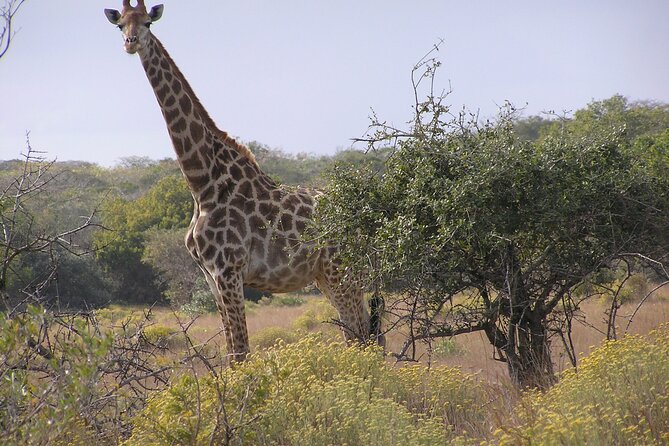 Full-Day Safari in Maputo National Park - Key Points