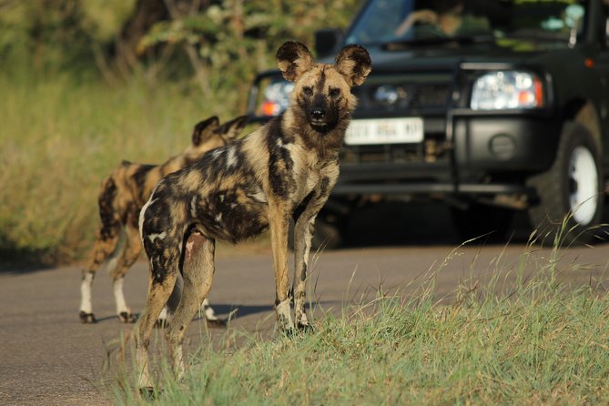 Full Day Safari in the Kruger National Park From Hazyview - Good To Know