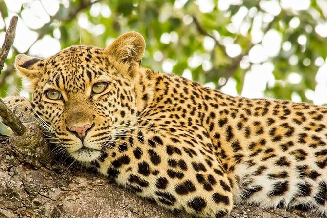Full Day Safari - Kruger National Park - Good To Know