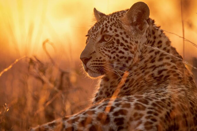 Full Day Safari to Mikumi National Park From Zanzibar With Lunch - Key Points