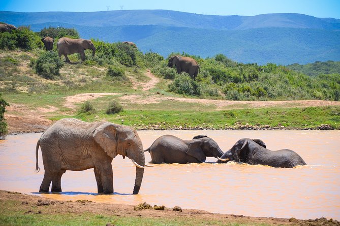 Full Day Safari Tour In Addo Elephant National Park - Good To Know