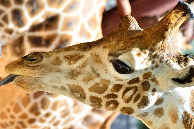 Full Day Tour in Karen Blixen, Giraffe Center and Bomas of Kenya