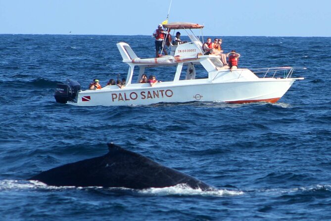 Full-Day Whale Watching Tour in Samana Bay From Cap Cana - Key Points