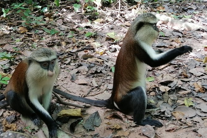 Full-Day Wli Water Falls and Monkey Sanctuary Private Tour - Overview of the Tour