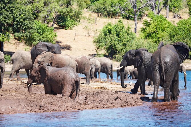 Full Day Zambezi National Park Golden Safari - Good To Know