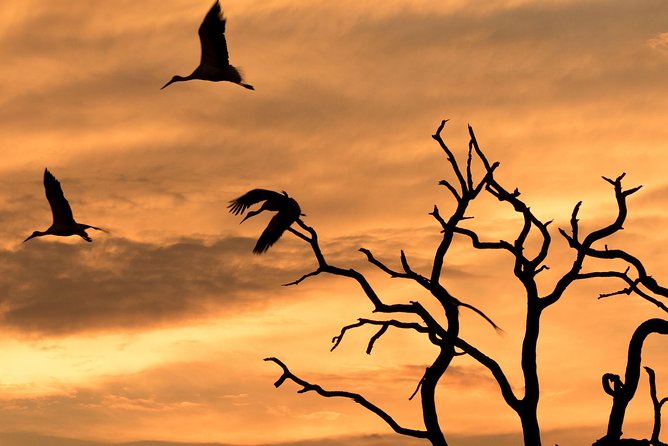 Full-Day Zimbabwe Zambezi National Park Safari & Lunch - Good To Know