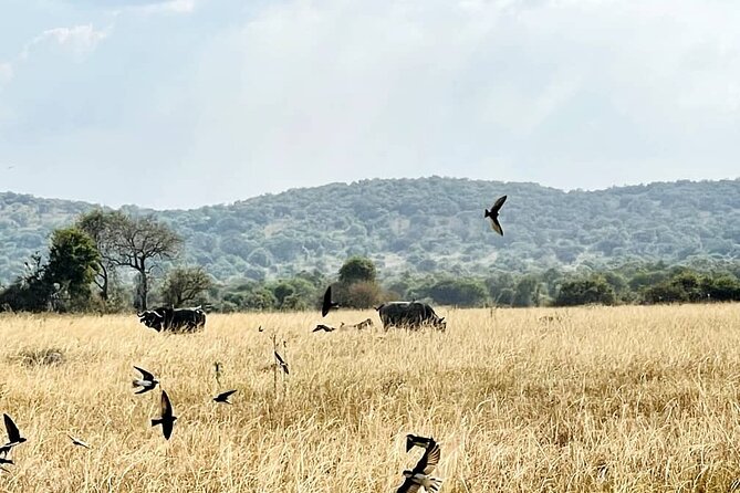 Full-Private Akagera Boat Cruise and Game Drive - Good To Know
