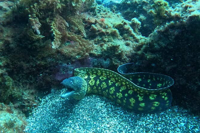 Fun Dive -2 Dives - Viator Help Centre