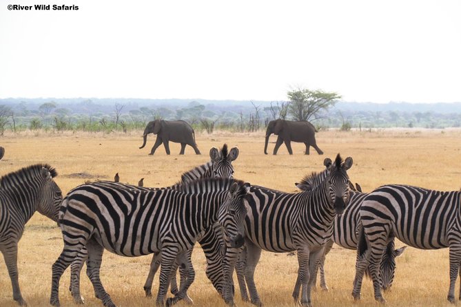 Game Drive (AM / PM) - Zambezi National Park - River Wild Safaris - Inclusions