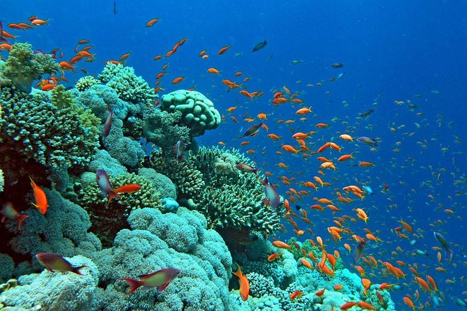Glass Bottom Boat Cruise in Eilat - Good To Know
