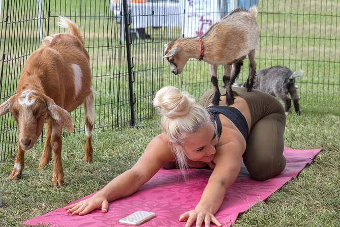 Goat Yoga and Wine Tasting - Good To Know