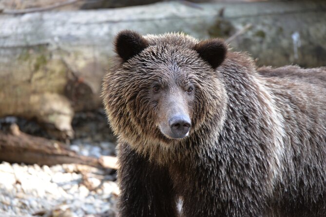 Great Bears of Bute: Grizzly Bear Viewing & Indigenous Cultural Tour - Good To Know