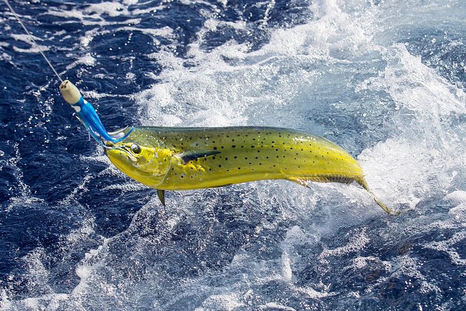 Guided 8 HR Full Day Fishing / Snorkel Private Charter Trip 40 Mega Bite - Good To Know