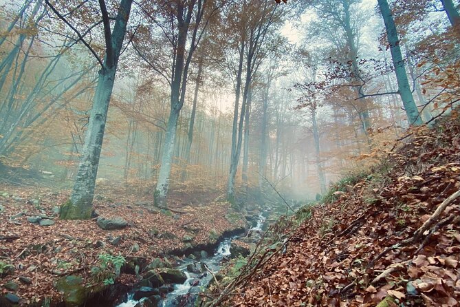 Guided Balkan Deep Forest Tour - Key Points