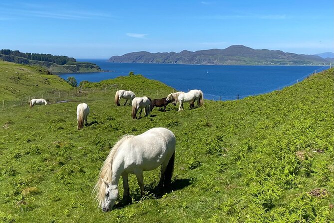 Guided Hebridean Farm Hike Near Tobermory, Isle of Mull, Scotland - Activity Overview