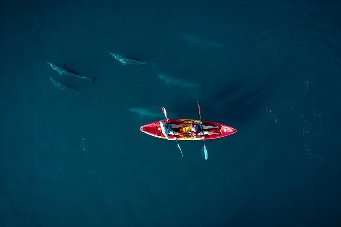 Guided Kayak 2-Hour Activity With Dolphins - Good To Know
