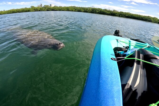 Guided Pedal Kayaking Tour - Good To Know