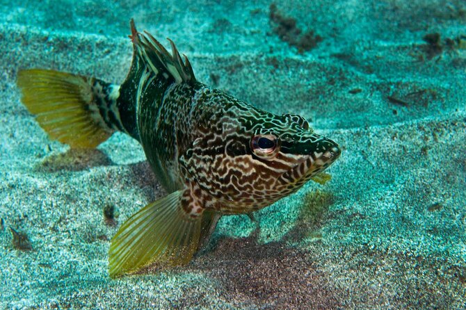Guided Snorkel Experience - Overview and Experience