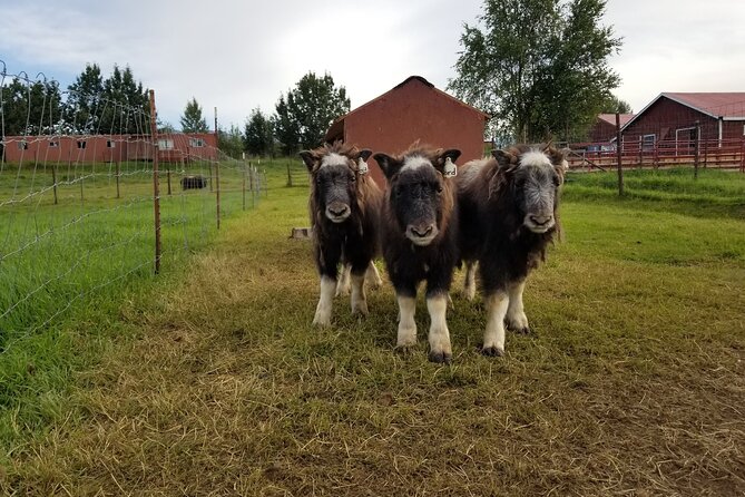 Guided Tour of Musk Ox Farm & Scenic Drive From Anchorage - Good To Know