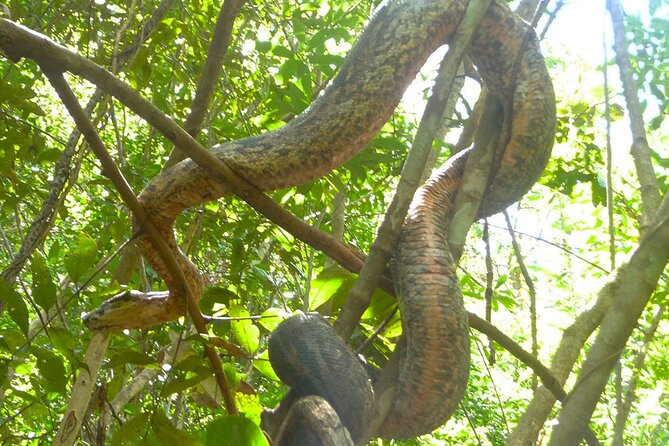 Guided Tour to Lokobe Natural Park - Good To Know