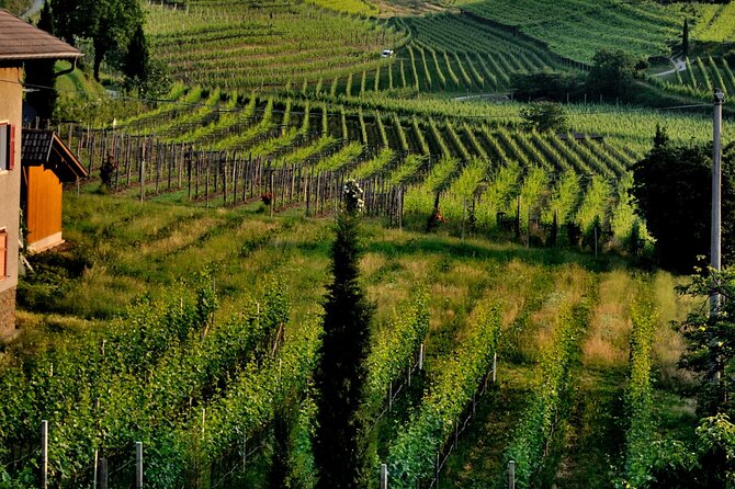 Guided Vineyard Tour With Wine Tasting in Saint-Émilion - Key Points